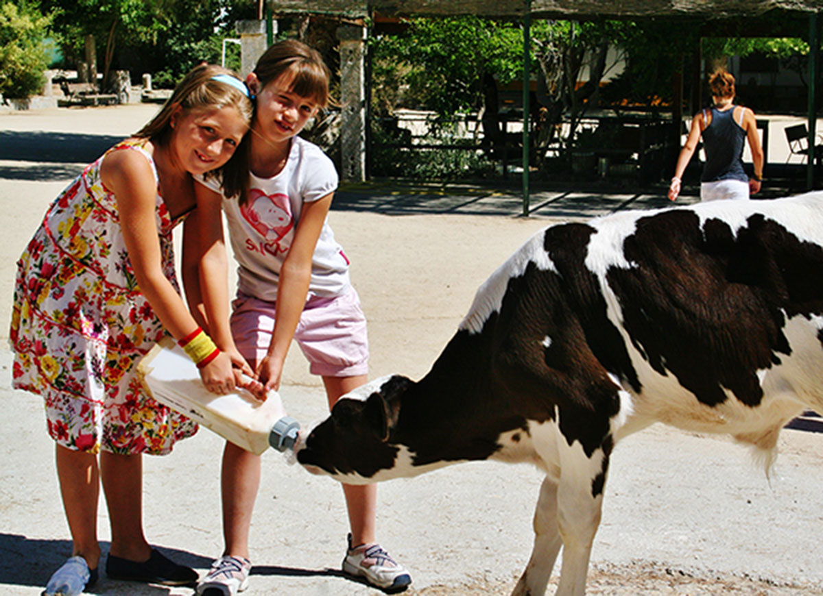 Dar leche a una vaca