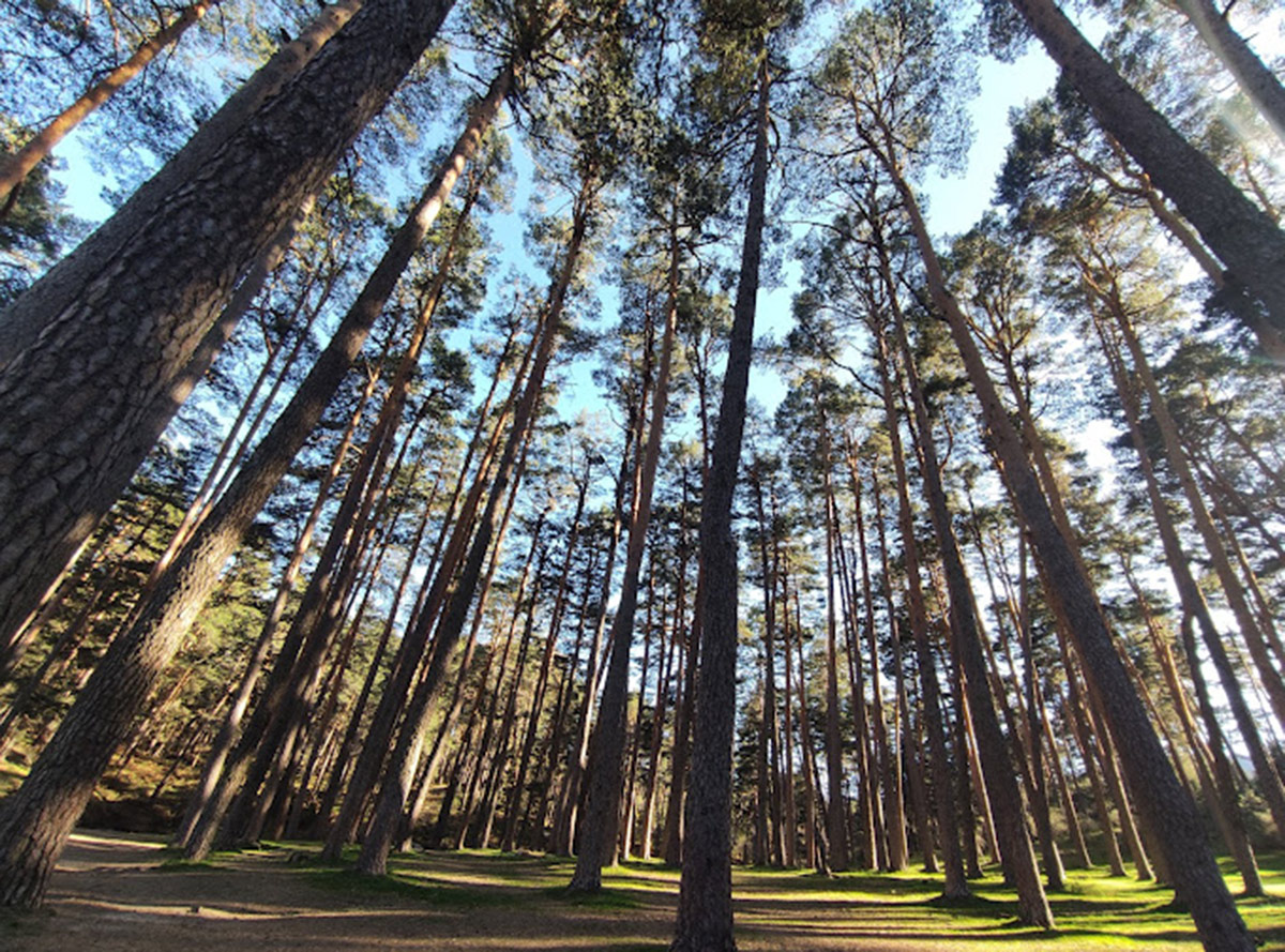 Panorámica de árboles