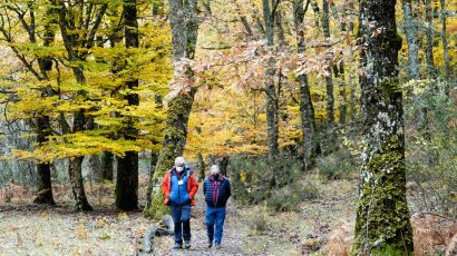 Cómo reservar una plaza para visitar el Hayedo de Montejo este otoño