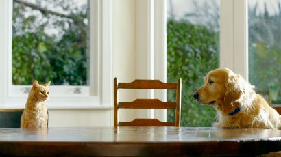 ¿Perros o gatos? Qué animales nos hacen más felices según la ciencia.