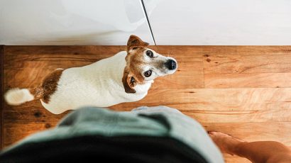 Perro mirando a su dueño