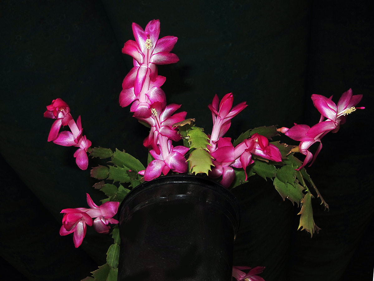 Cactus de la Navidad