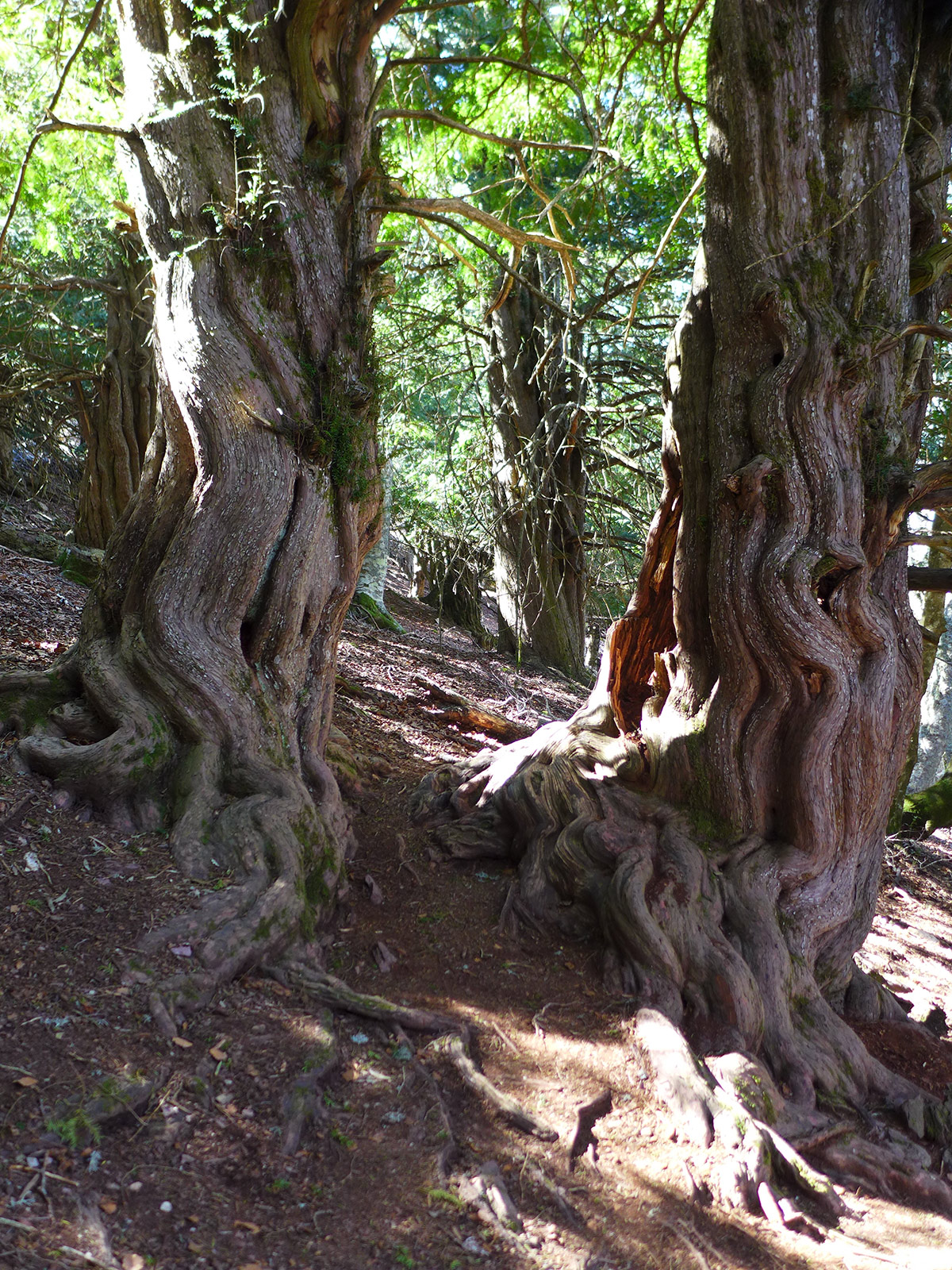 Árboles centenarios