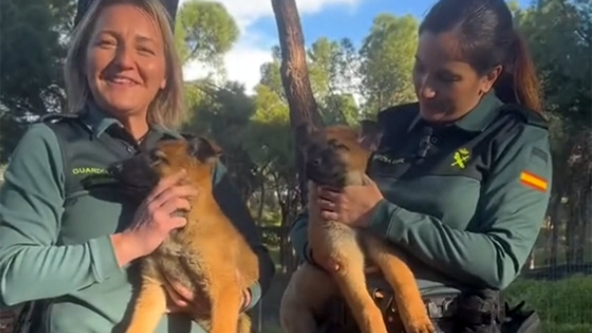 Perro de la guardia civil