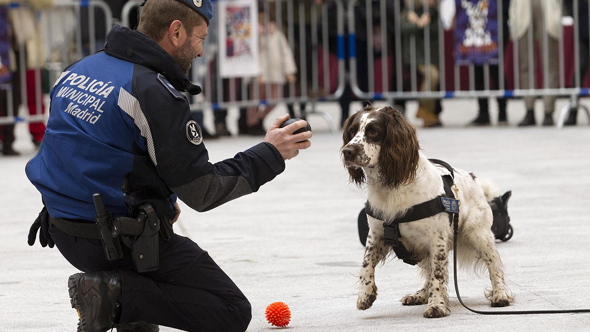 Exhibición canina