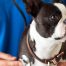 Neumonías y bronquitis crónica: el factor de riesgo que dificulta la respiración de tu perro