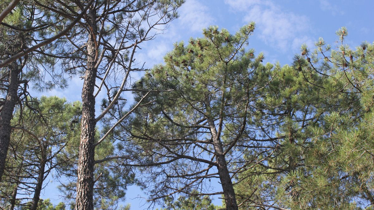 Ejemplares de árboles