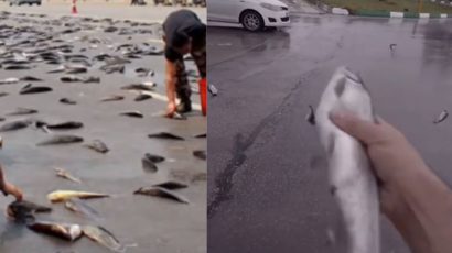 Unas personas recogiendo peces del suelo.