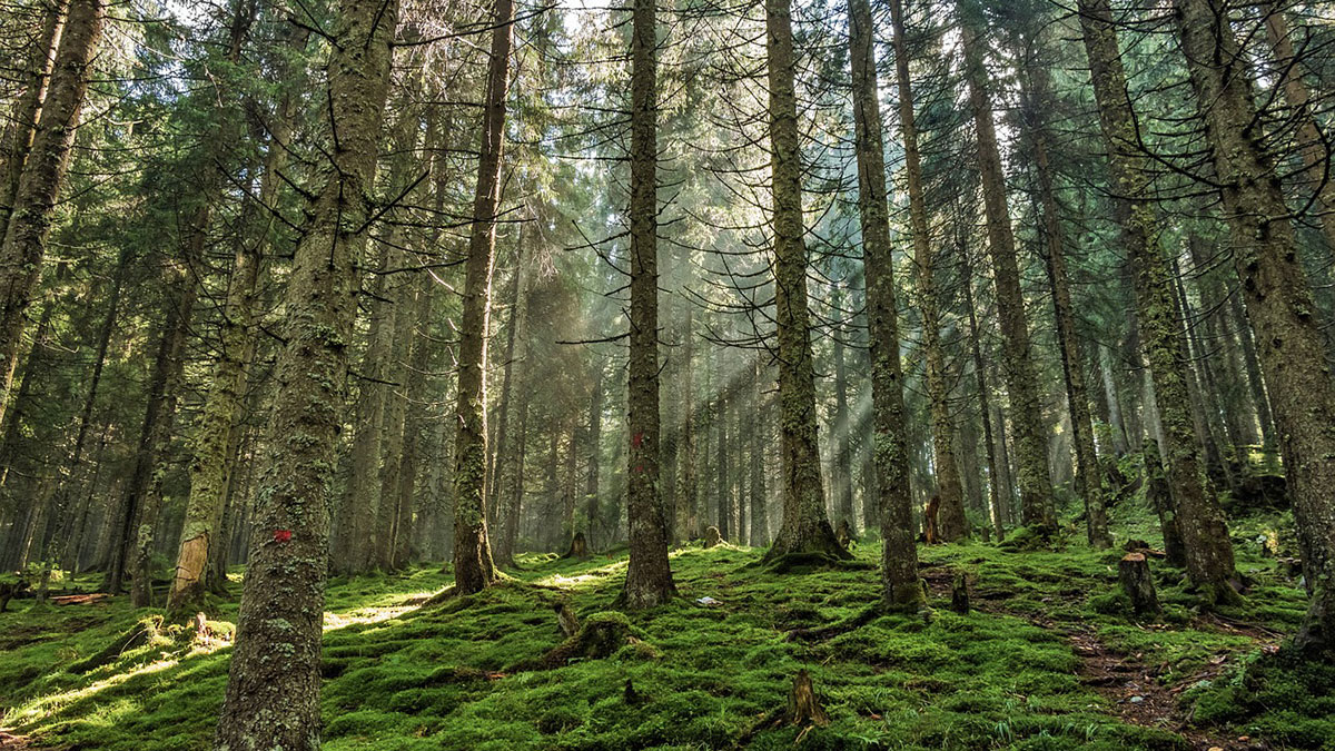 Pinar de las Gariñas