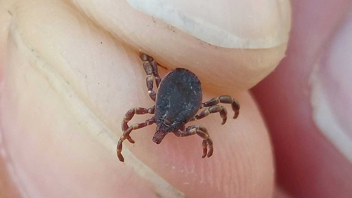 Garrapata agarrada con la mano.