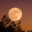 Luna llena de julio 2025: cómo ver hoy la luna del Ciervo y todos los fenómenos astronómicos del mes