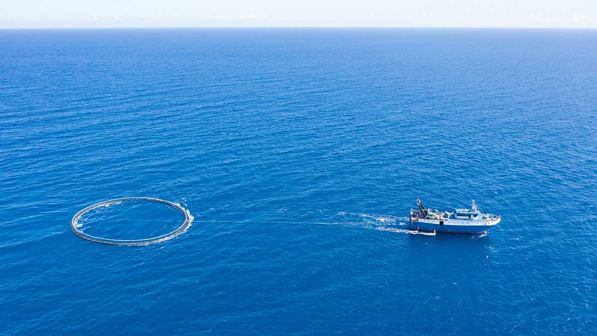 El pescado que pagas puede no ser el que comes: así funciona el engaño