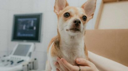 Un perro en la consulta del veterinario.